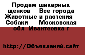 Продам шикарных щенков  - Все города Животные и растения » Собаки   . Московская обл.,Ивантеевка г.